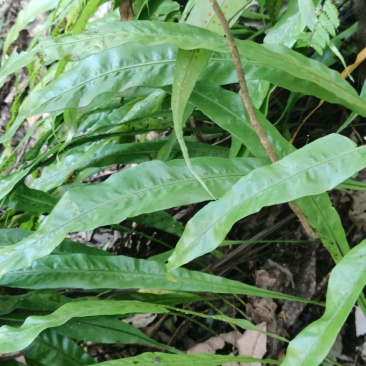 化石草