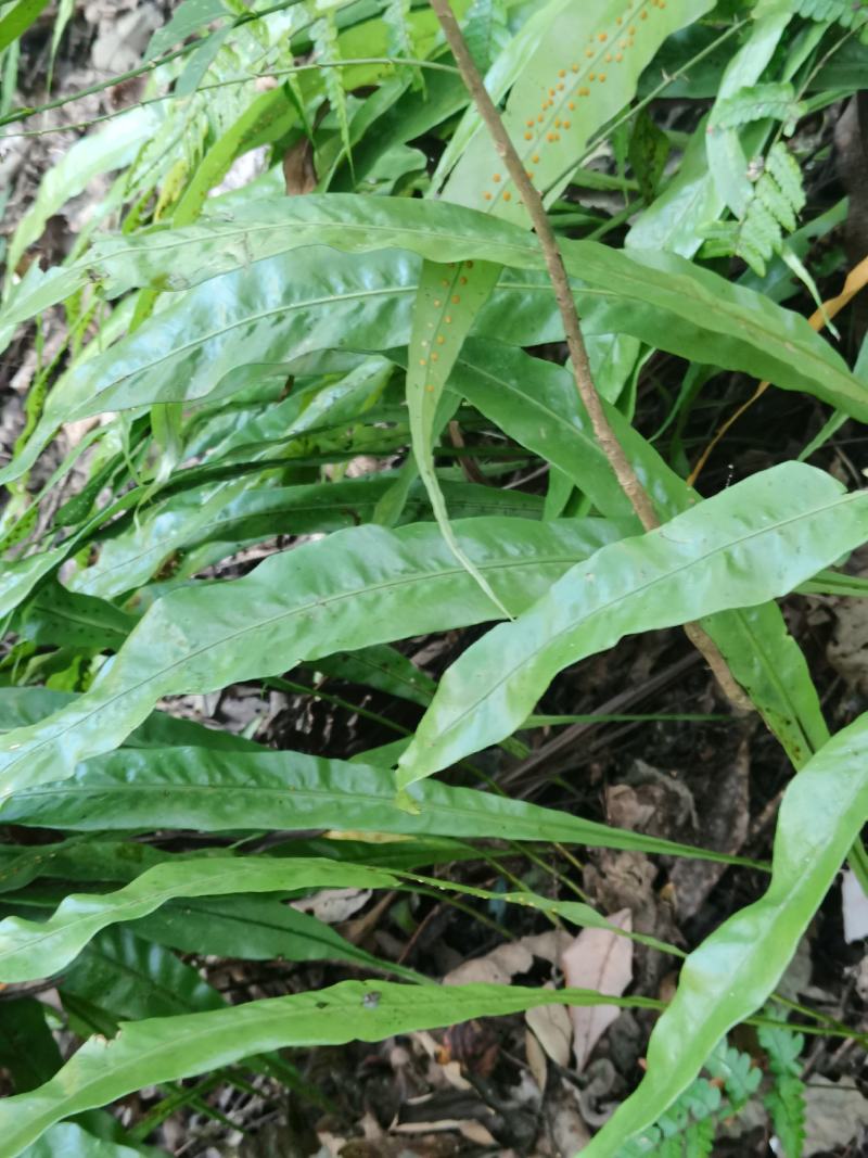 化石草