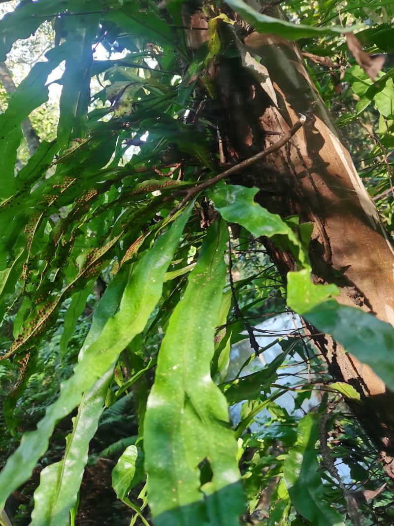化石草