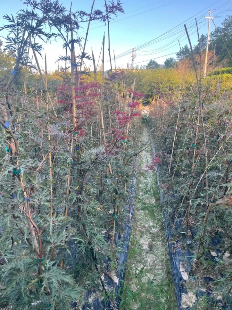 羽毛枫小苗批发石榴红稻叶外山加贺连等品种羽毛枫
