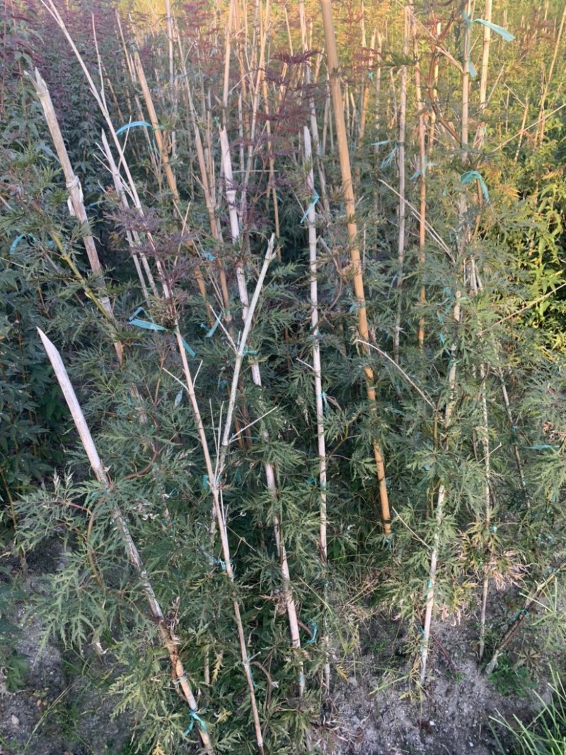 羽毛枫小苗批发石榴红稻叶外山加贺连等品种羽毛枫