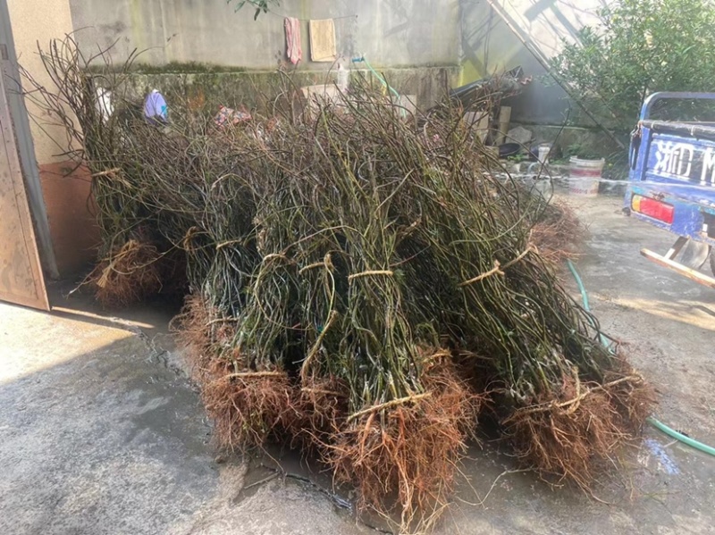 羽毛枫小苗批发石榴红稻叶外山加贺连等品种羽毛枫