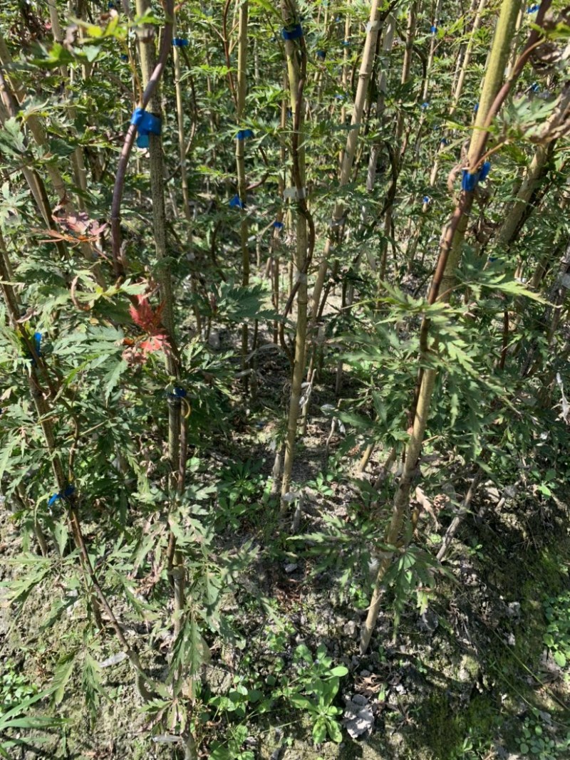 羽毛枫小苗批发石榴红稻叶外山加贺连等品种羽毛枫