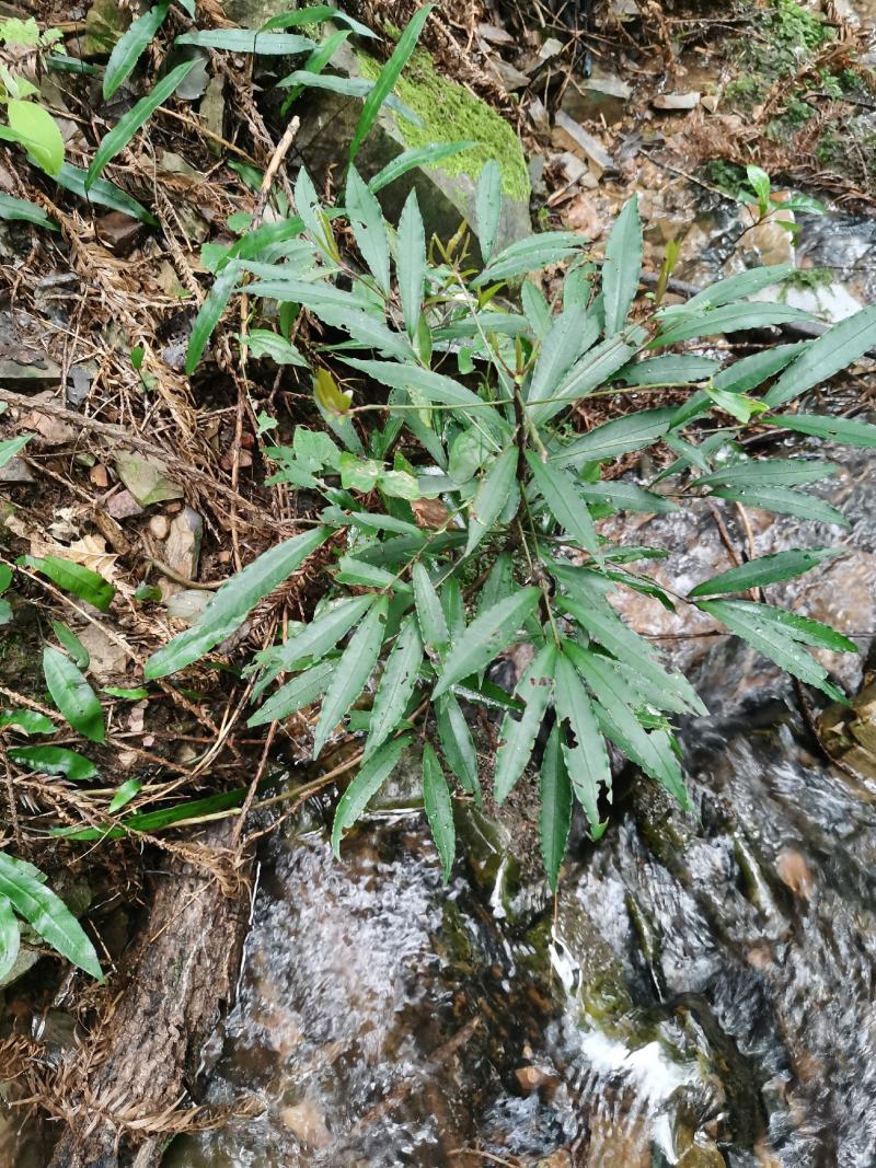 朱砂