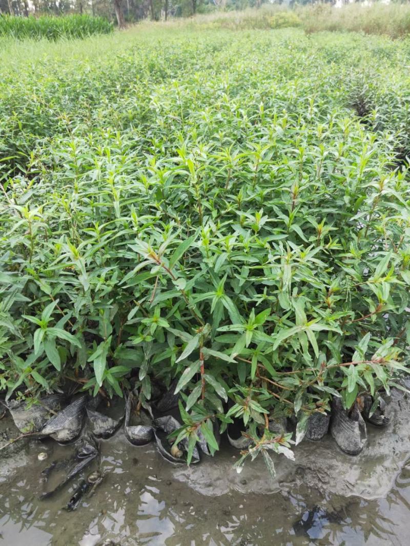 千屈菜，规格齐全。量大从优，保质保量，欢迎来电咨询