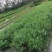 千屈菜，规格齐全。量大从优，保质保量，欢迎来电咨询
