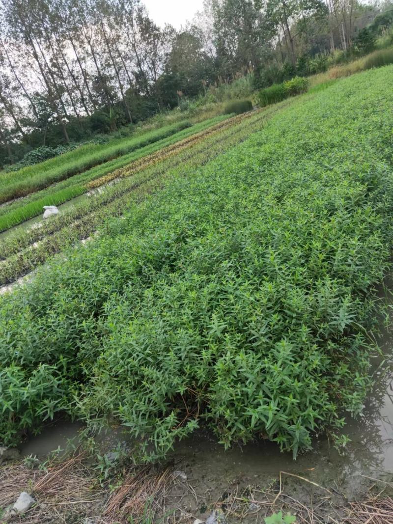 千屈菜，规格齐全。量大从优，保质保量，欢迎来电咨询