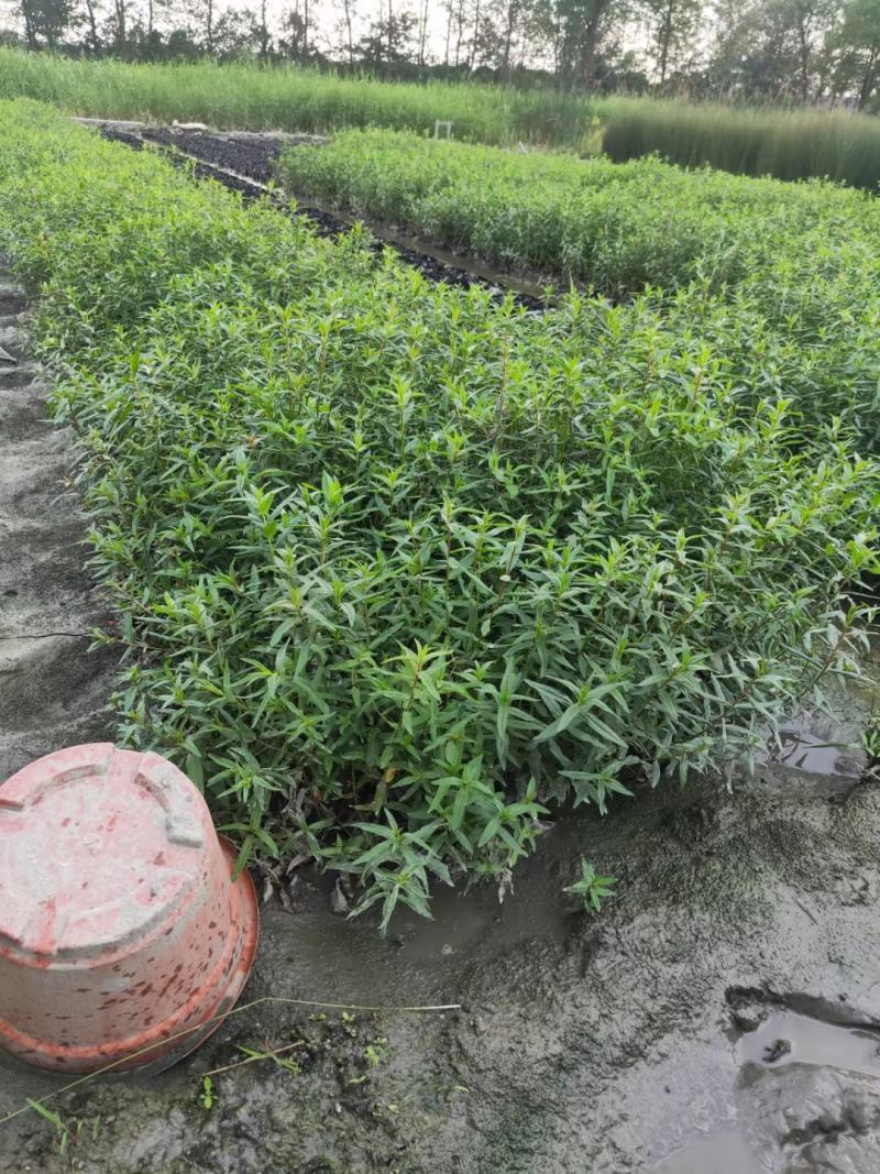 千屈菜，规格齐全。量大从优，保质保量，欢迎来电咨询