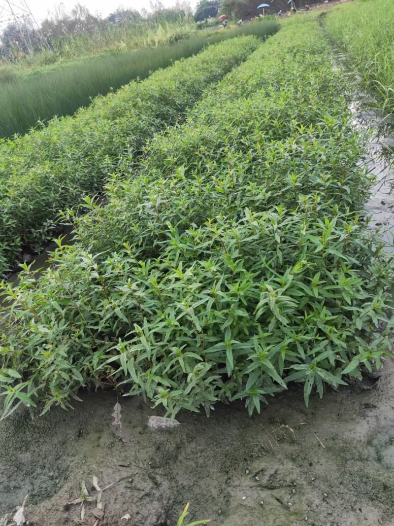 千屈菜，规格齐全。量大从优，保质保量，欢迎来电咨询
