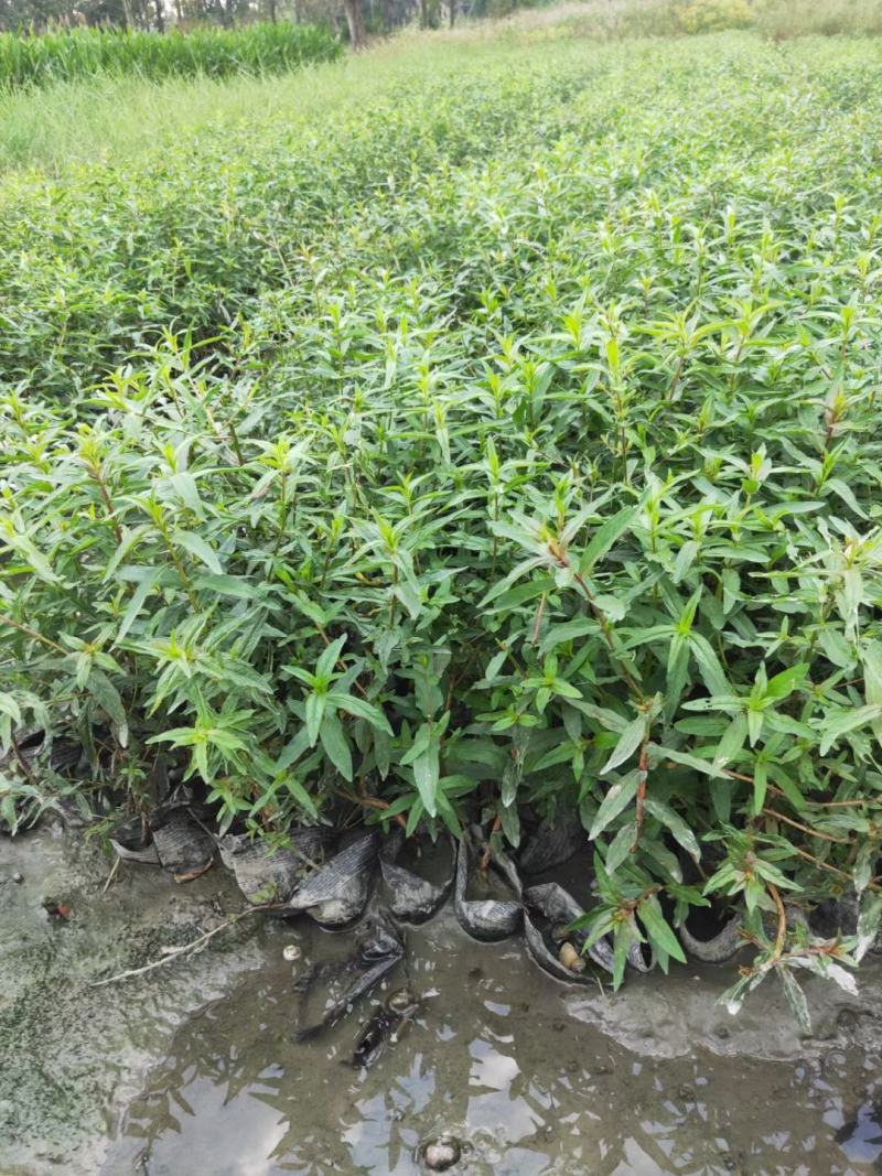 千屈菜，规格齐全。量大从优，保质保量，欢迎来电咨询