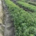 千屈菜，规格齐全。量大从优，保质保量，欢迎来电咨询