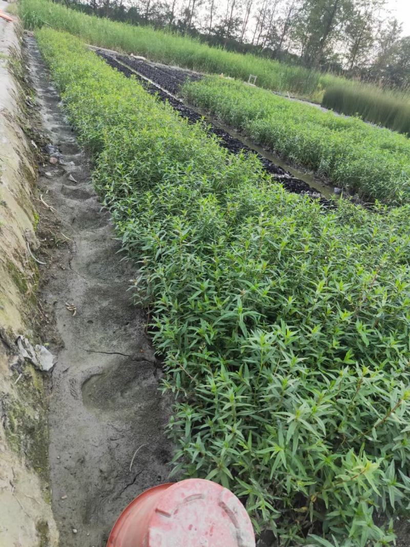 千屈菜，规格齐全。量大从优，保质保量，欢迎来电咨询