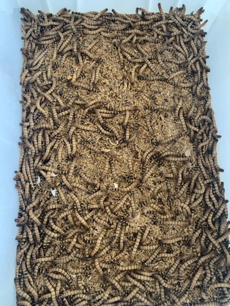 蛋白虫，大麦虫，自有厂房，可长期稳定供货