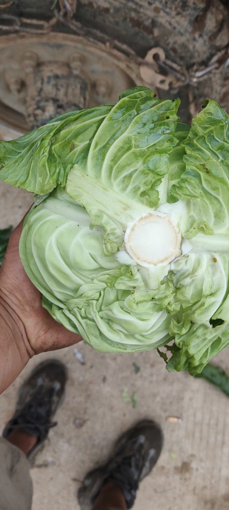 扁包菜