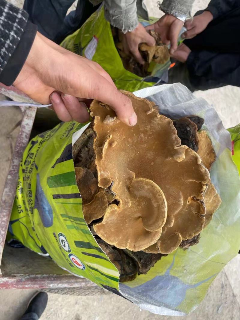 牛黄，桑黄