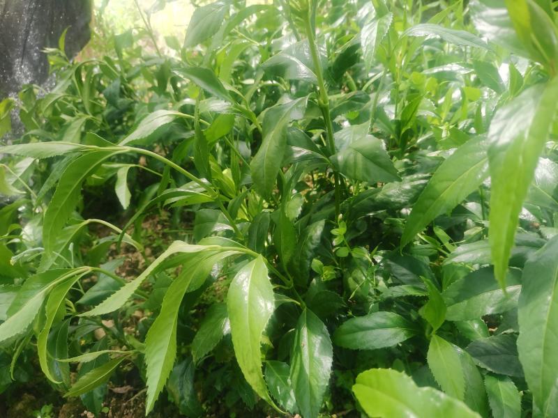 草珊瑚种苗，一年两年苗都有