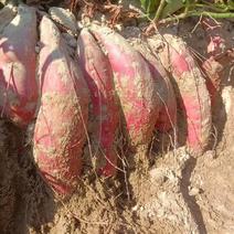 广西北海红沙土西瓜红大量上市……………………