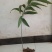 中药材中药根茎类食药黄精