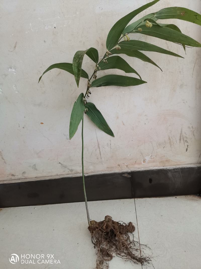 中药材中药根茎类食药黄精