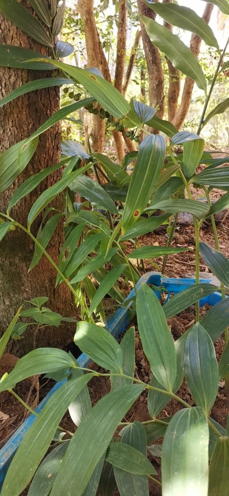 中药材中药根茎类食药黄精