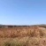 内蒙古精品藜麦大量上市