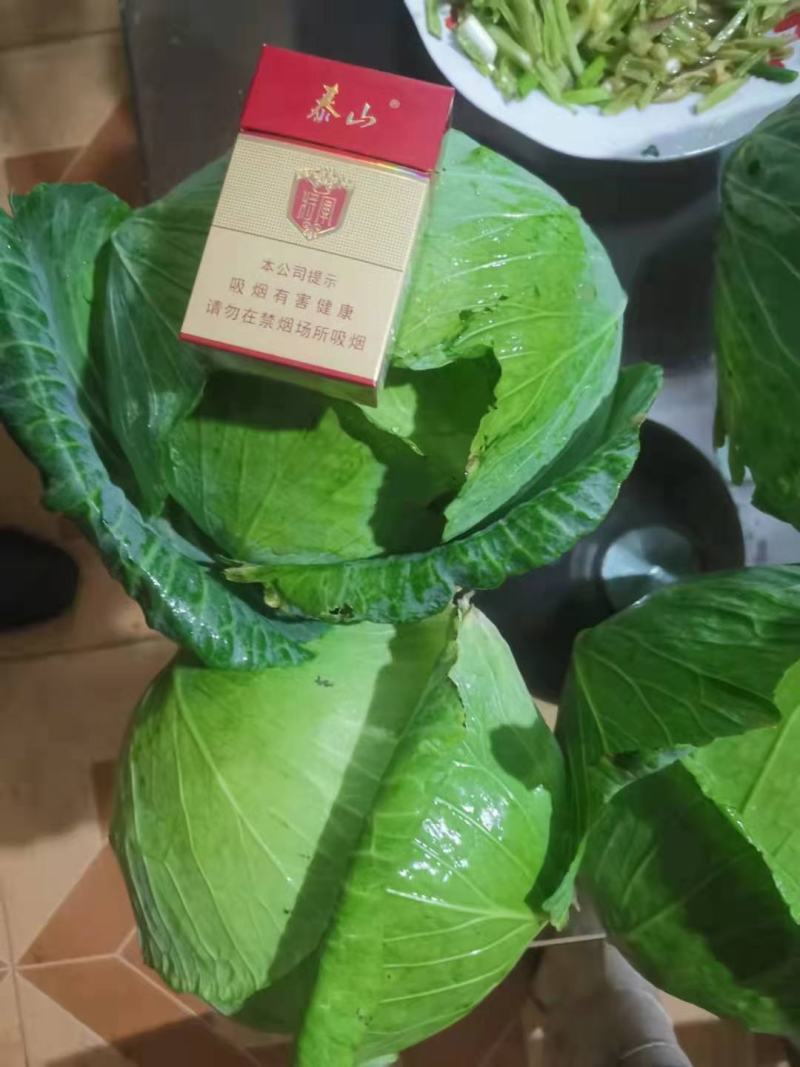 精品包菜，京丰一号扁包，对接各大市场，电商，加工厂