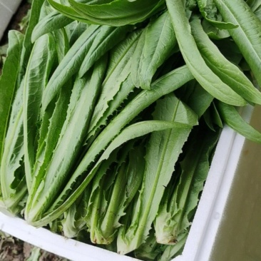 油麦菜