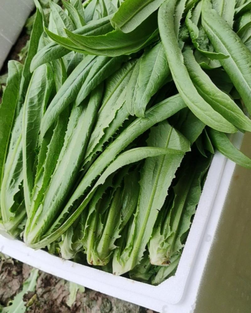 油麦菜