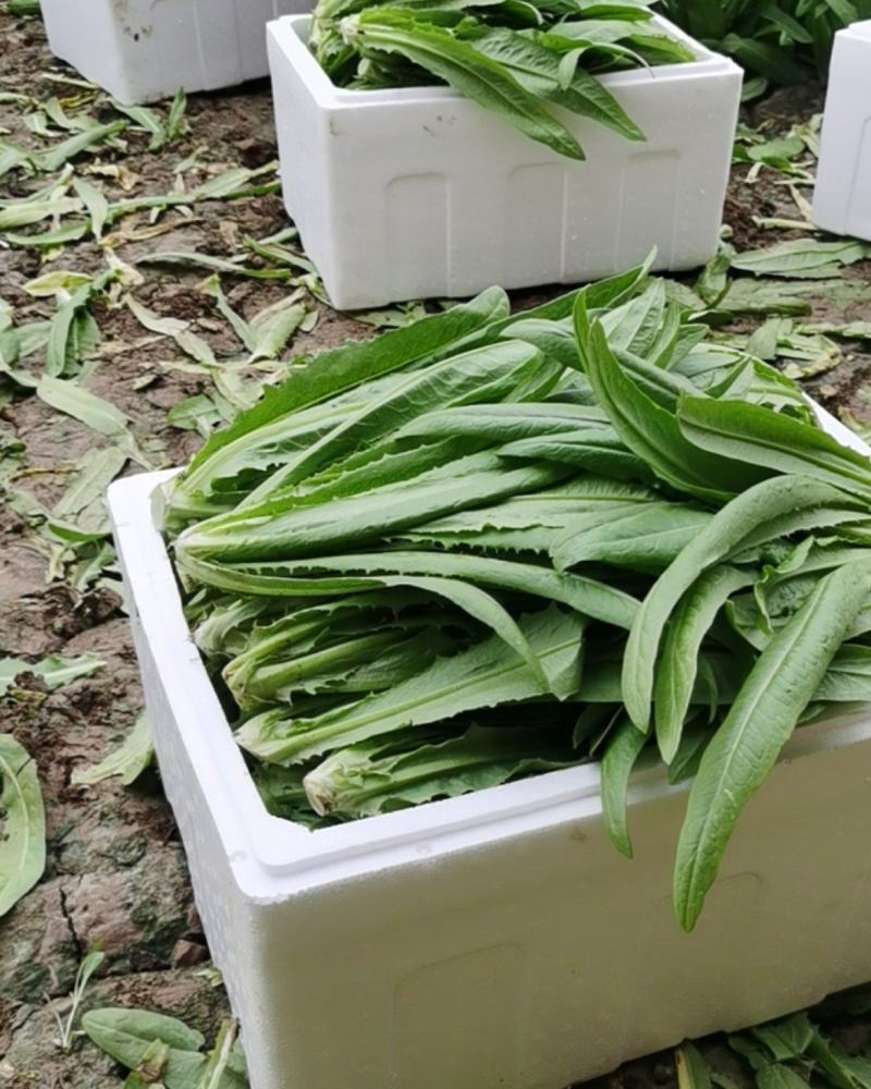 油麦菜