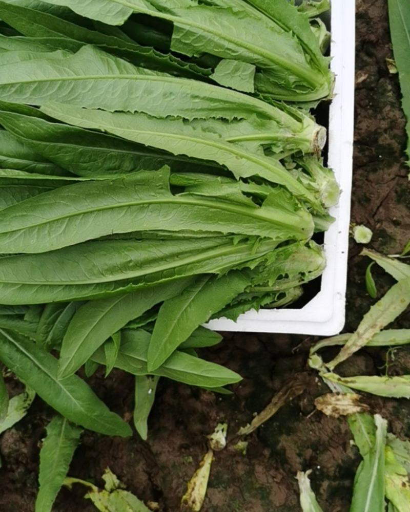 油麦菜