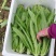 油麦菜