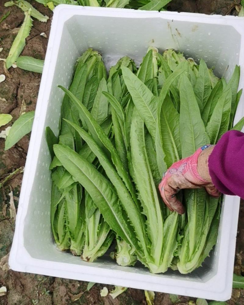 油麦菜
