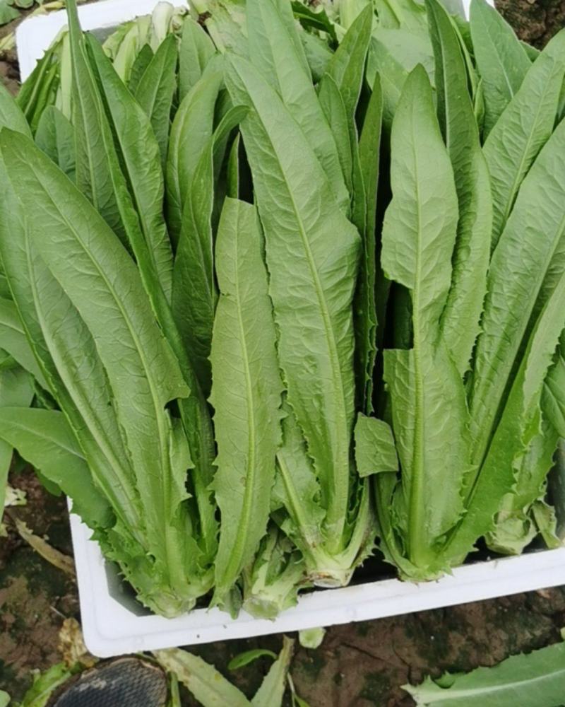 油麦菜