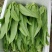 油麦菜