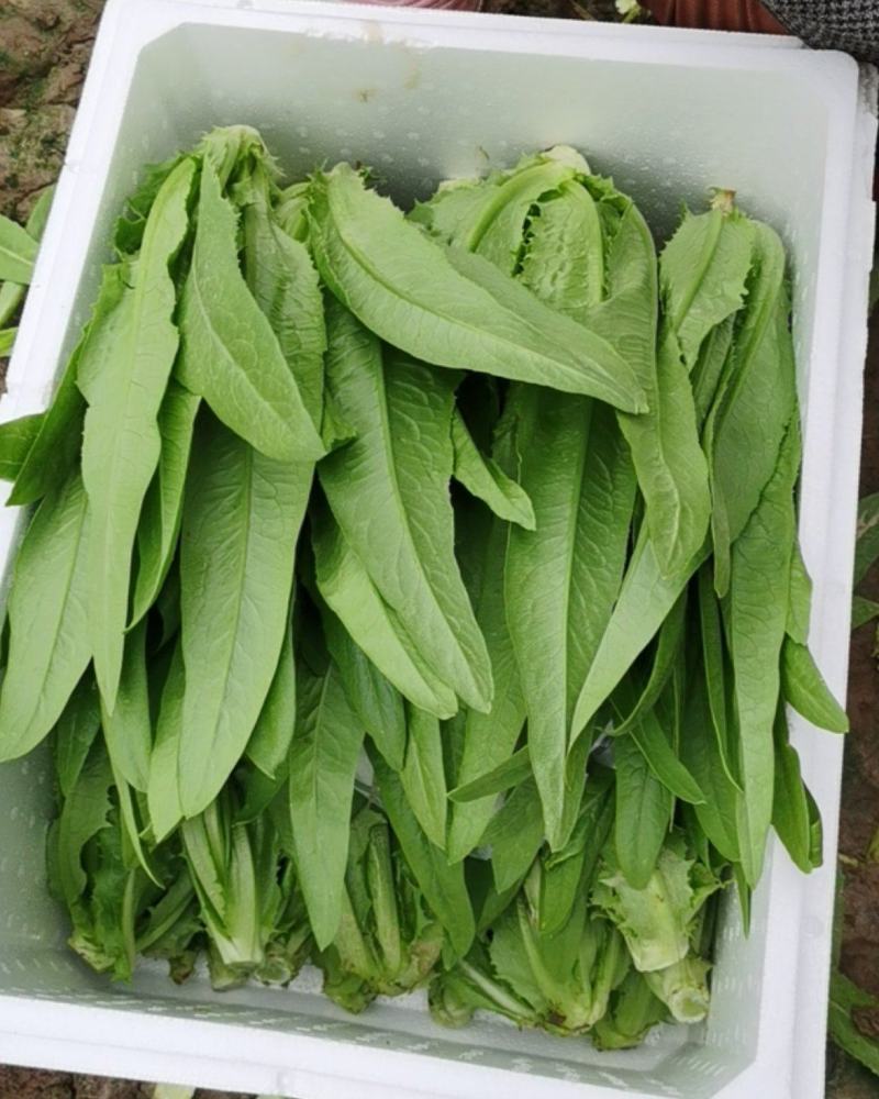 油麦菜