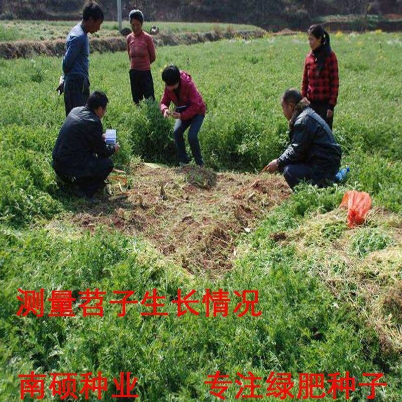毛苕子牧草种子蜜源草籽高产高营养绿肥种籽果园耐旱耐贫瘠野