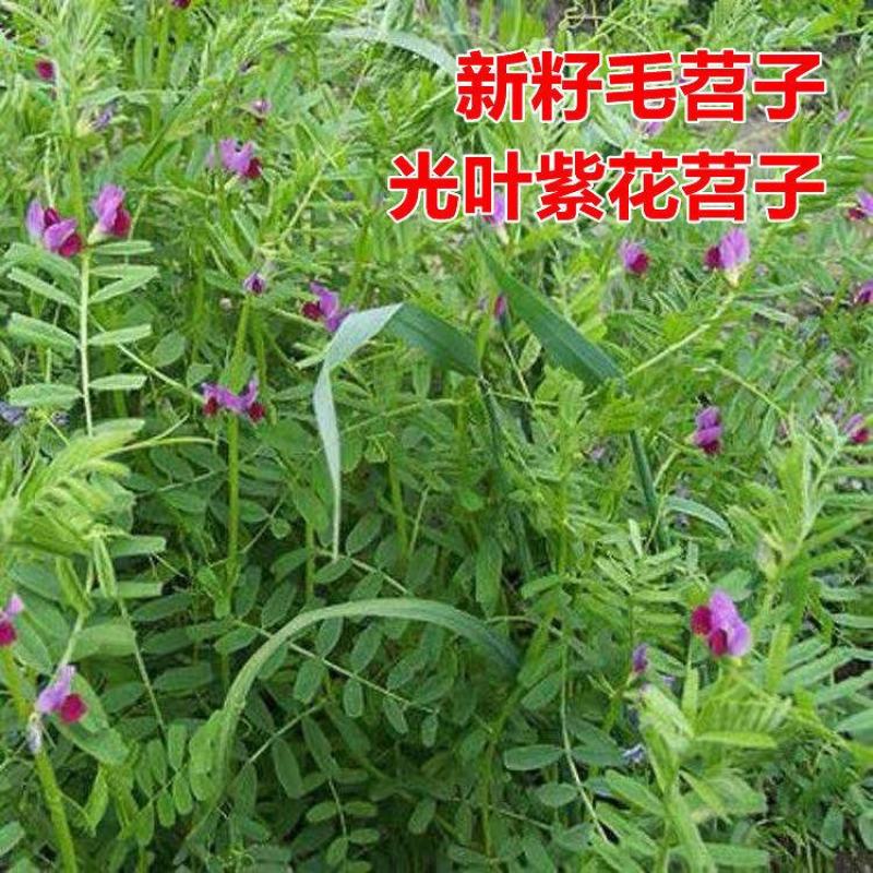 毛苕子牧草种子蜜源草籽高产高营养绿肥种籽果园耐旱耐贫瘠野