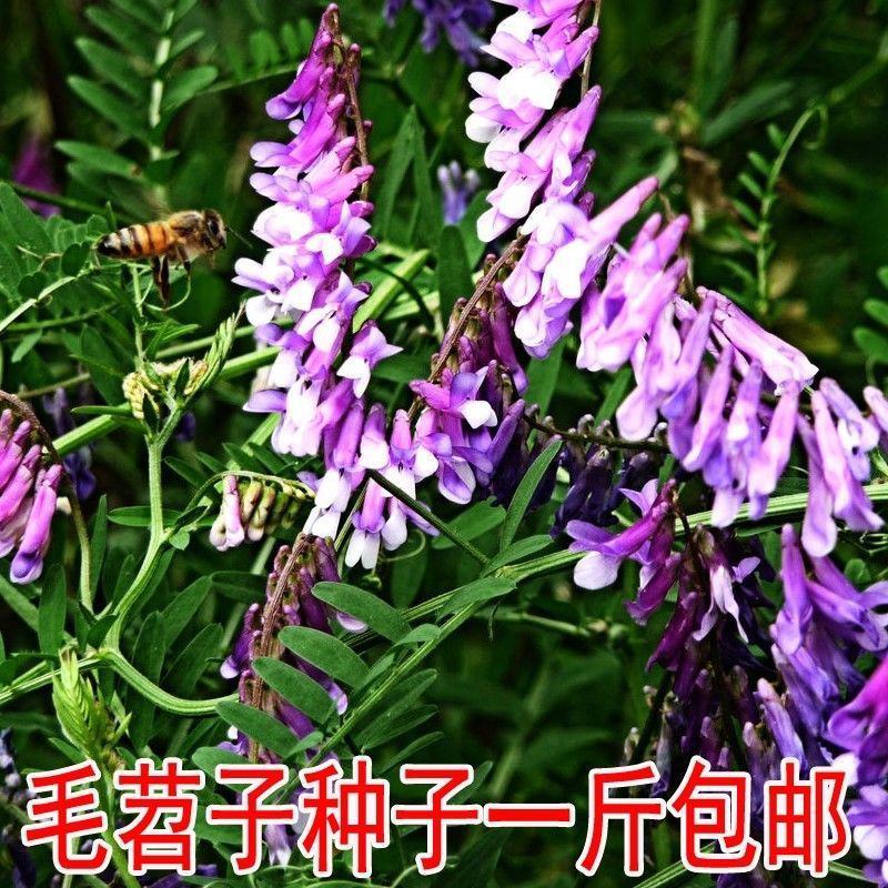 毛苕子牧草种子蜜源草籽高产高营养绿肥种籽果园耐旱耐贫瘠野