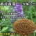 毛苕子牧草种子蜜源草籽高产高营养绿肥种籽果园耐旱耐贫瘠野