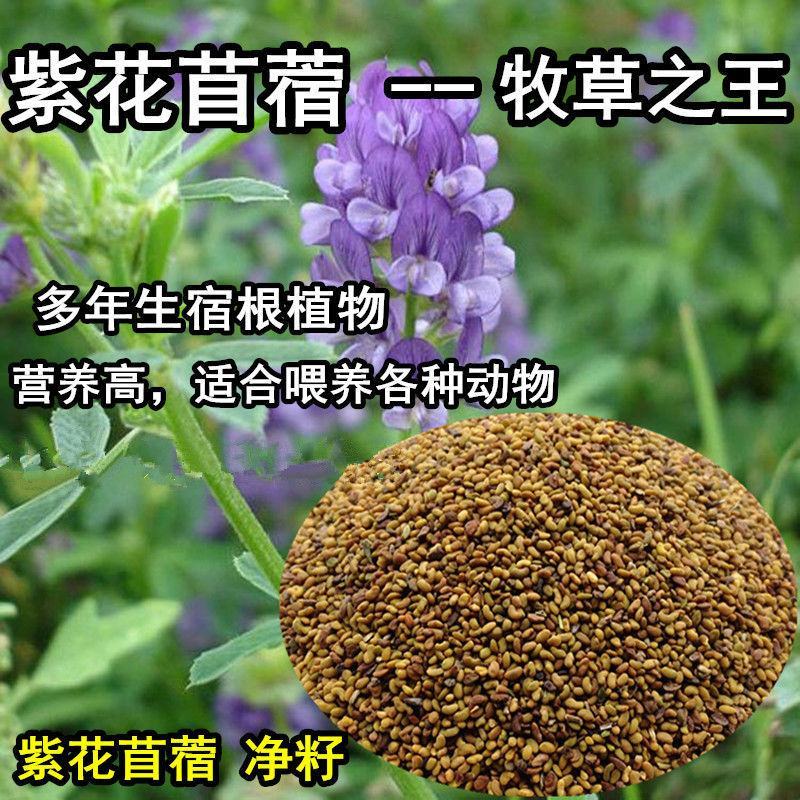 毛苕子牧草种子蜜源草籽高产高营养绿肥种籽果园耐旱耐贫瘠野