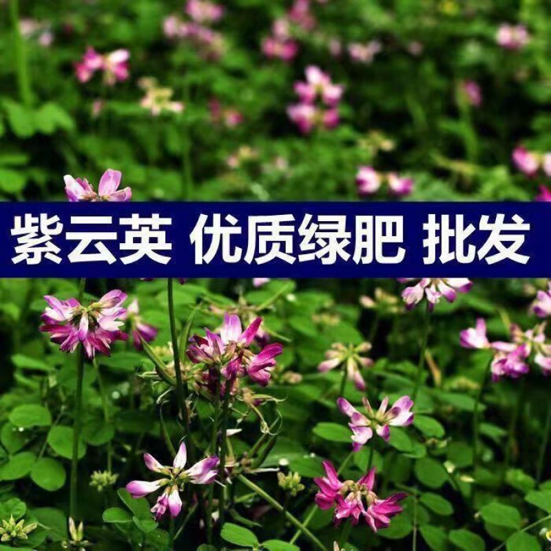 特级紫云英种子红花草果园养蜂蜜源高产绿肥牧草种子多年生