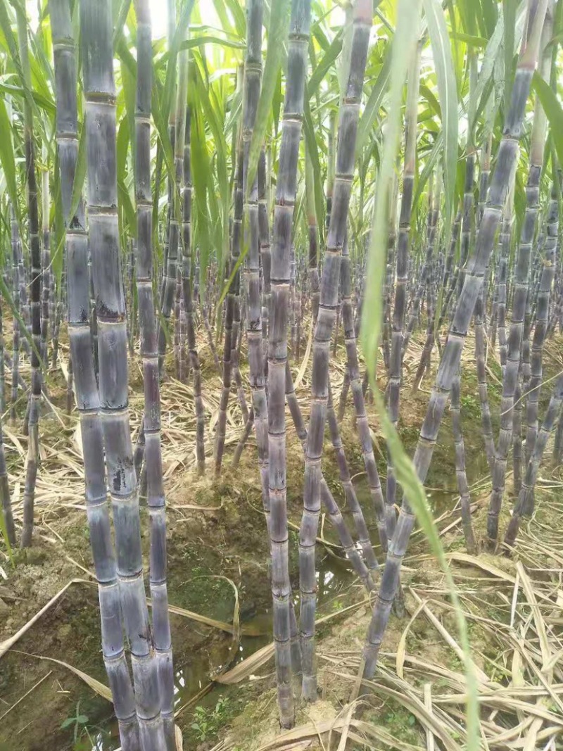 【热销】湖北黑皮甘蔗大量上市中皮薄肉甜质量保证诚信经营