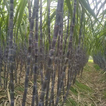 【热销】湖北黑皮甘蔗大量上市中皮薄肉甜质量保证诚信经营
