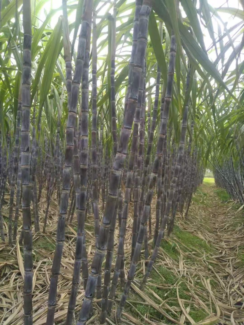 【热销】湖北黑皮甘蔗大量上市中皮薄肉甜质量保证诚信经营