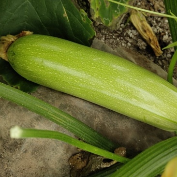 精品绿皮西葫芦