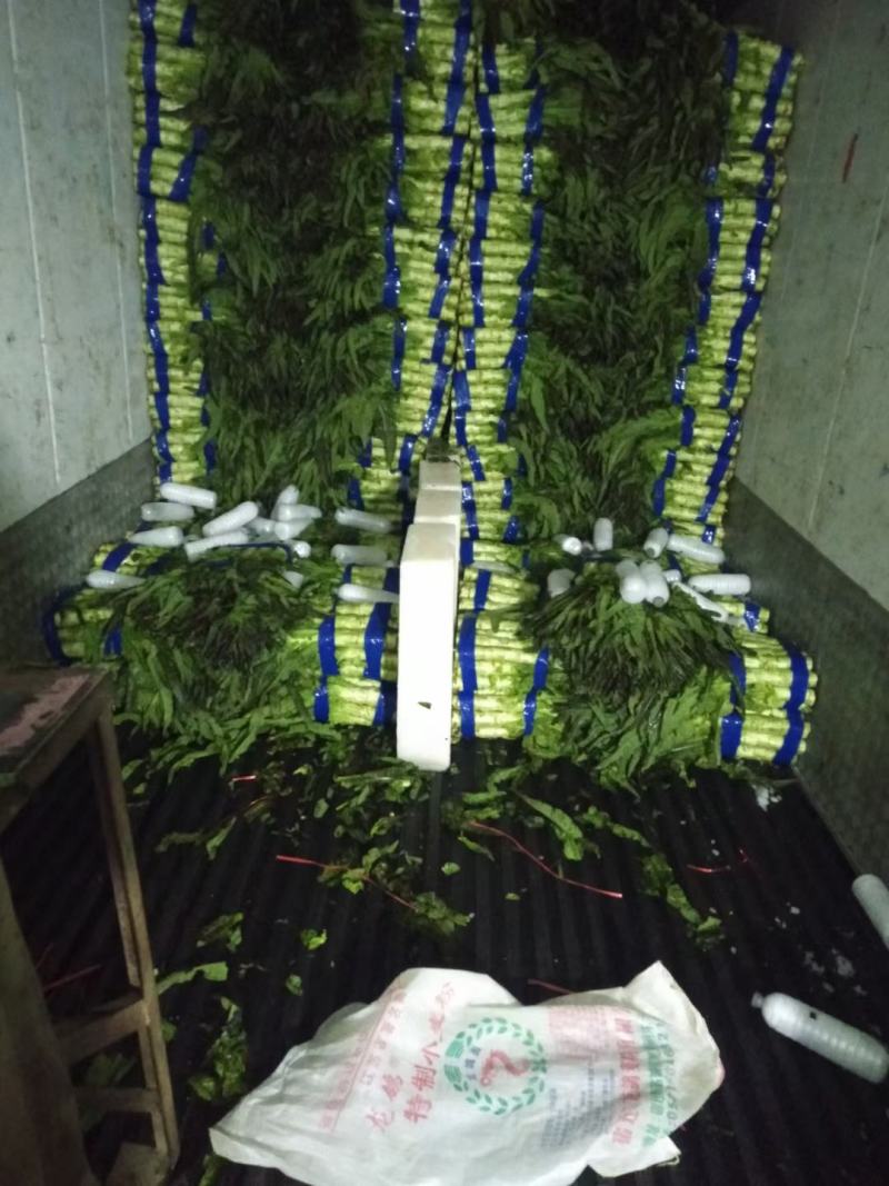 莴苣红尖叶莴苣三清保质保量产地直供代发全国，超市转供