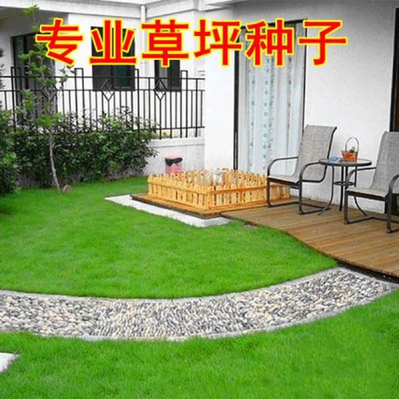 进口四季青草坪种子绿化草籽护坡固土耐寒耐热四季常青