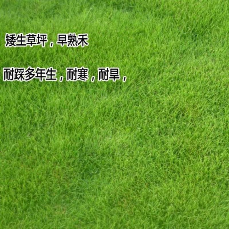 进口四季青草坪种子绿化草籽护坡固土耐寒耐热四季常青