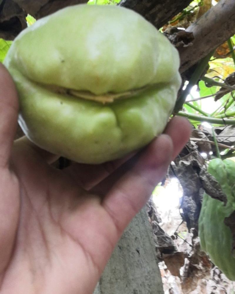 佛手瓜种苗已发芽！现摘现发的新鲜货，质量有保障。