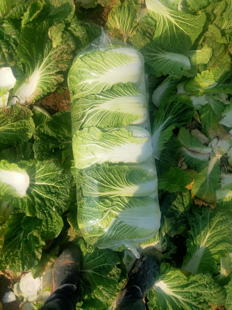 (精品)湖北黄心大白菜产地直销一手货源，保质保量